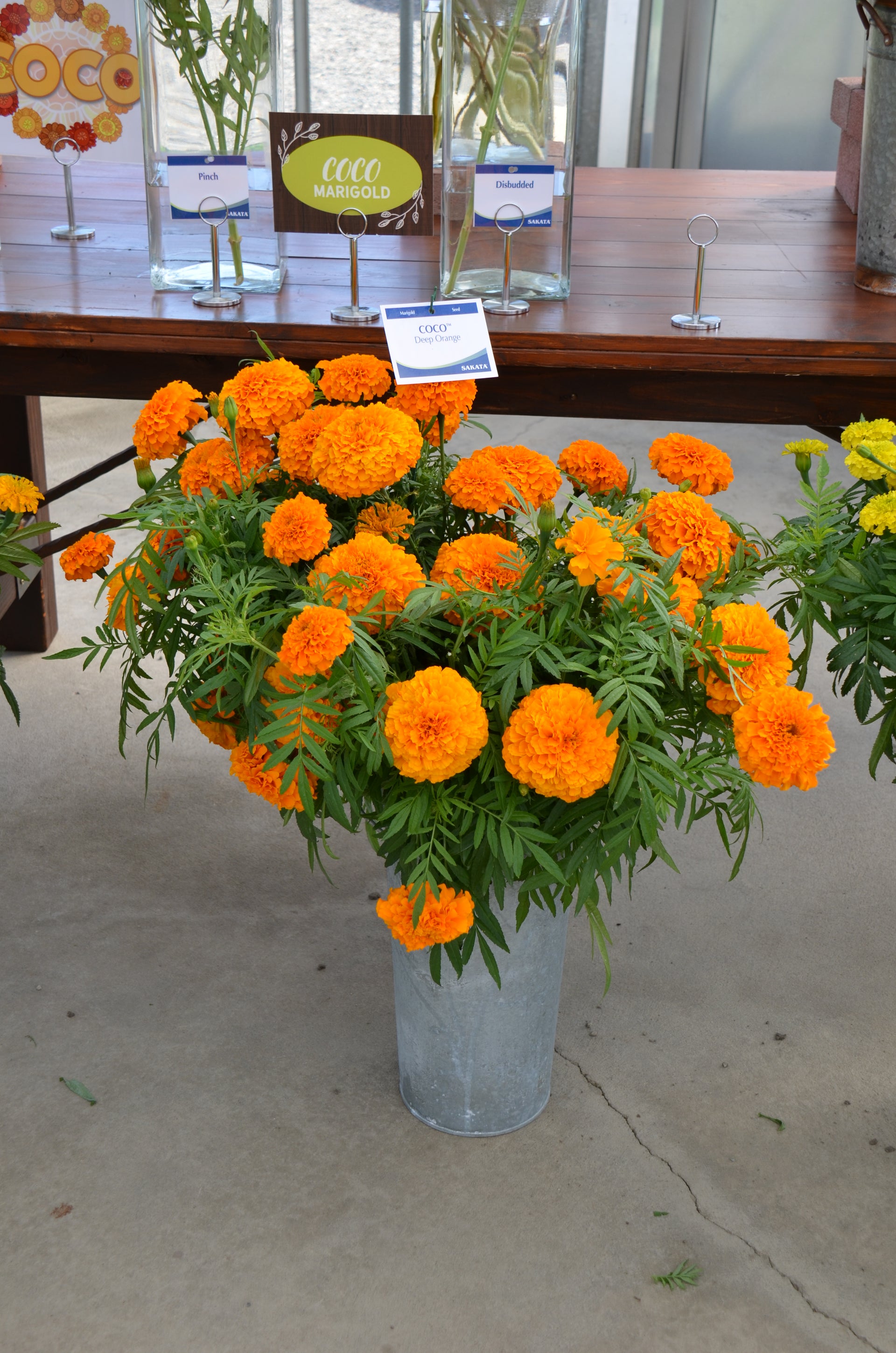 sakata marigold seeds Marigold Coco Deep Orange – Egmont Seeds