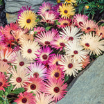 Mesembryanthemum Harlequin Mix