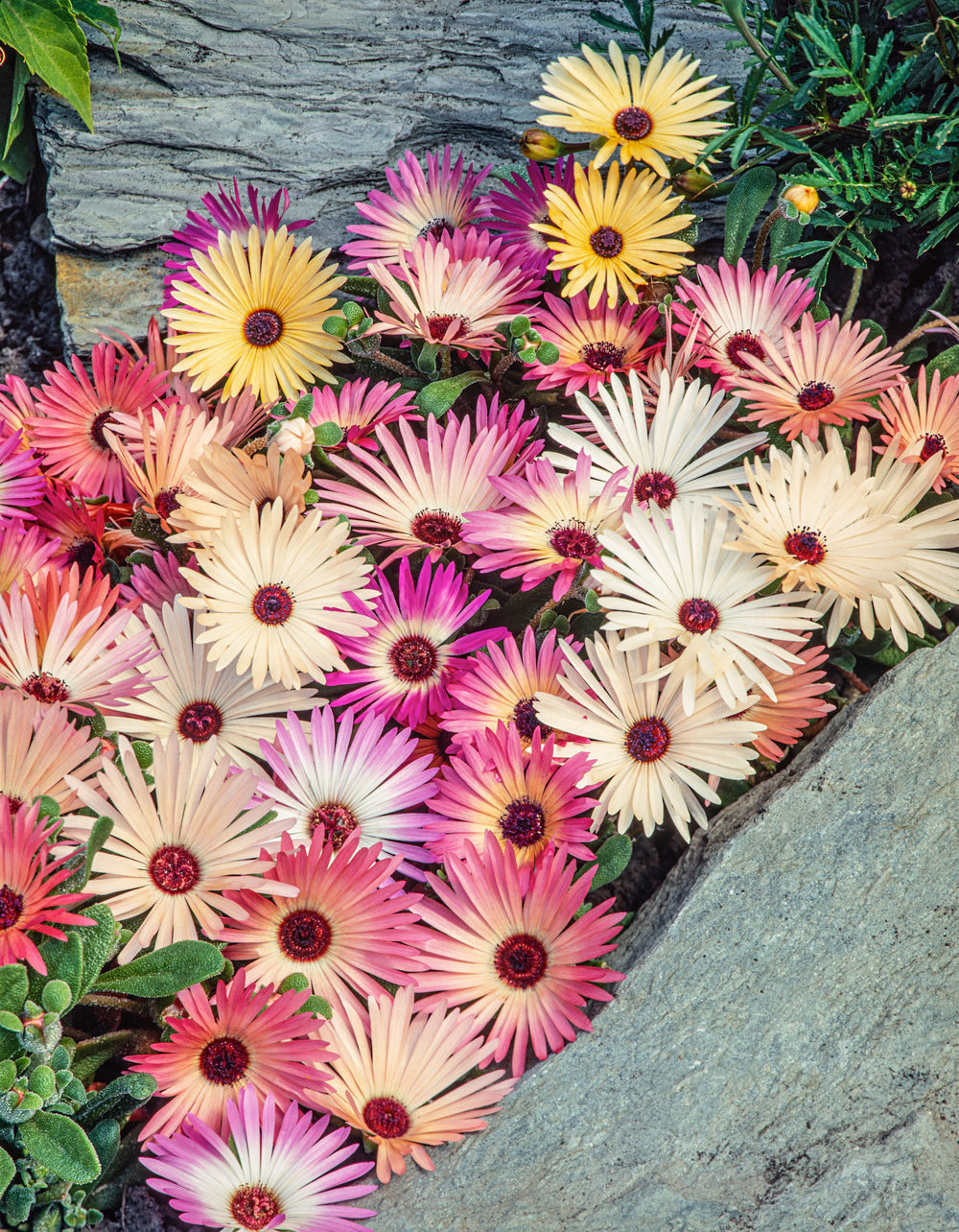 Mesembryanthemum Harlequin Mix