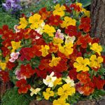 Mimulus Mystic Mix F1 Hybrid