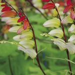 Mina Lobata Exotic Love