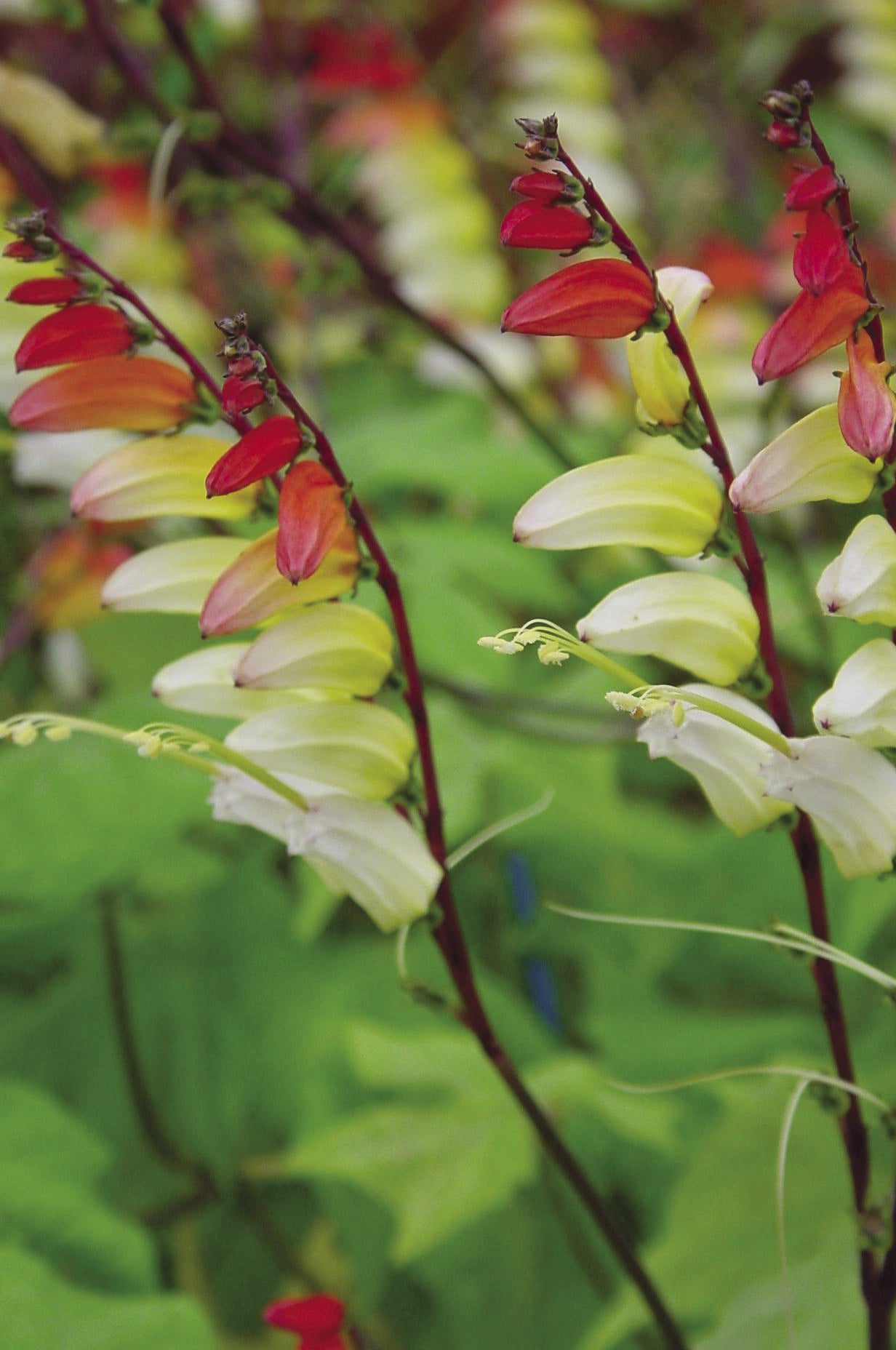 Mina Lobata Exotic Love