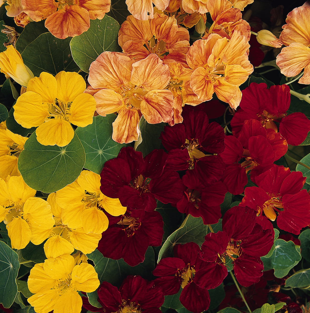 Nasturtium Whirlybird Mix