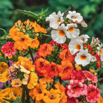Nemesia Carnival Mix