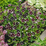 Nemophila Penny Black