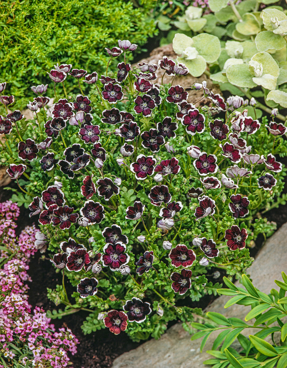 Nemophila Penny Black