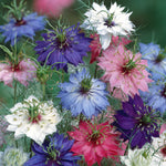Nigella Persian Jewels Mix