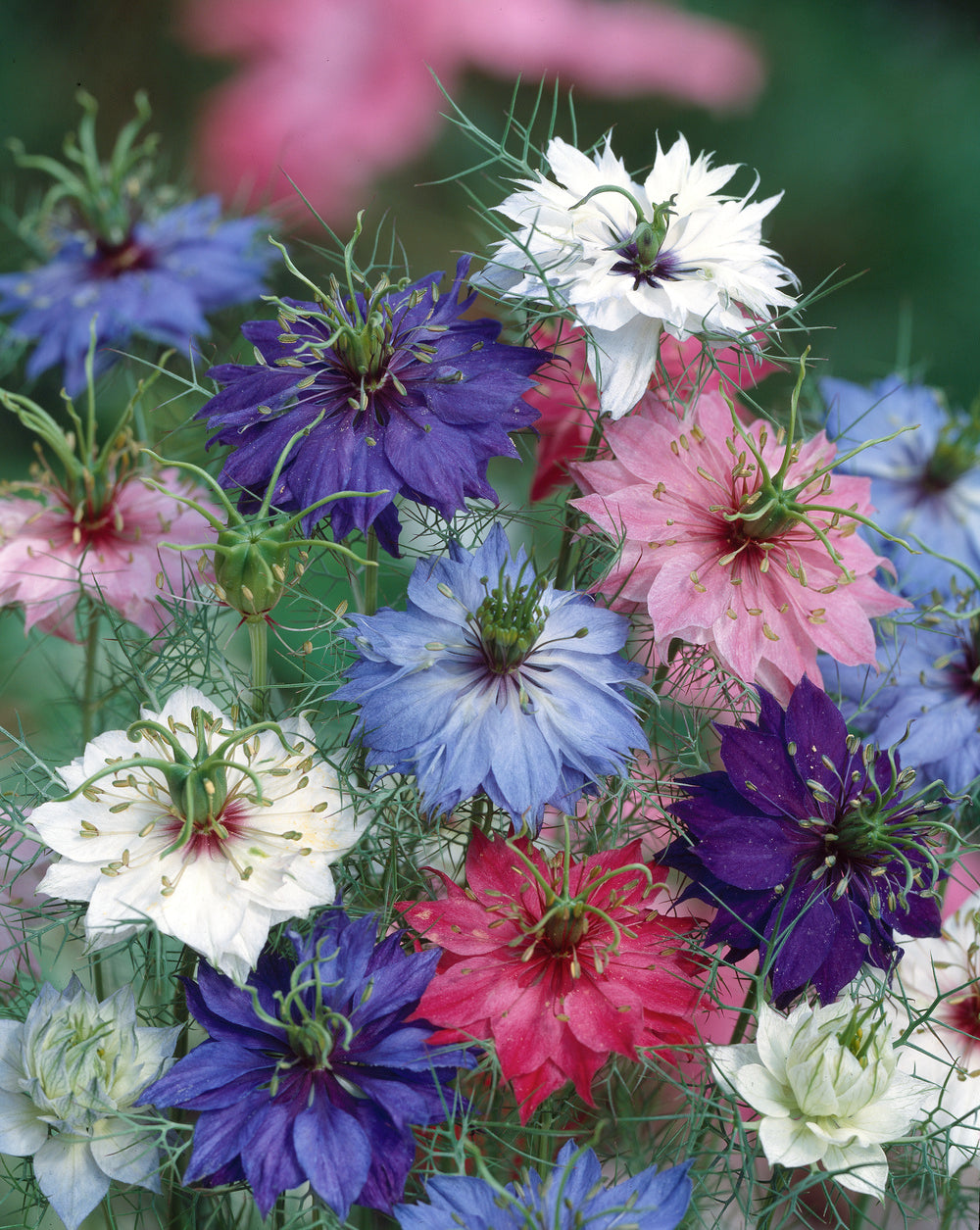 Nigella Persian Jewels Mix – Egmont Seeds