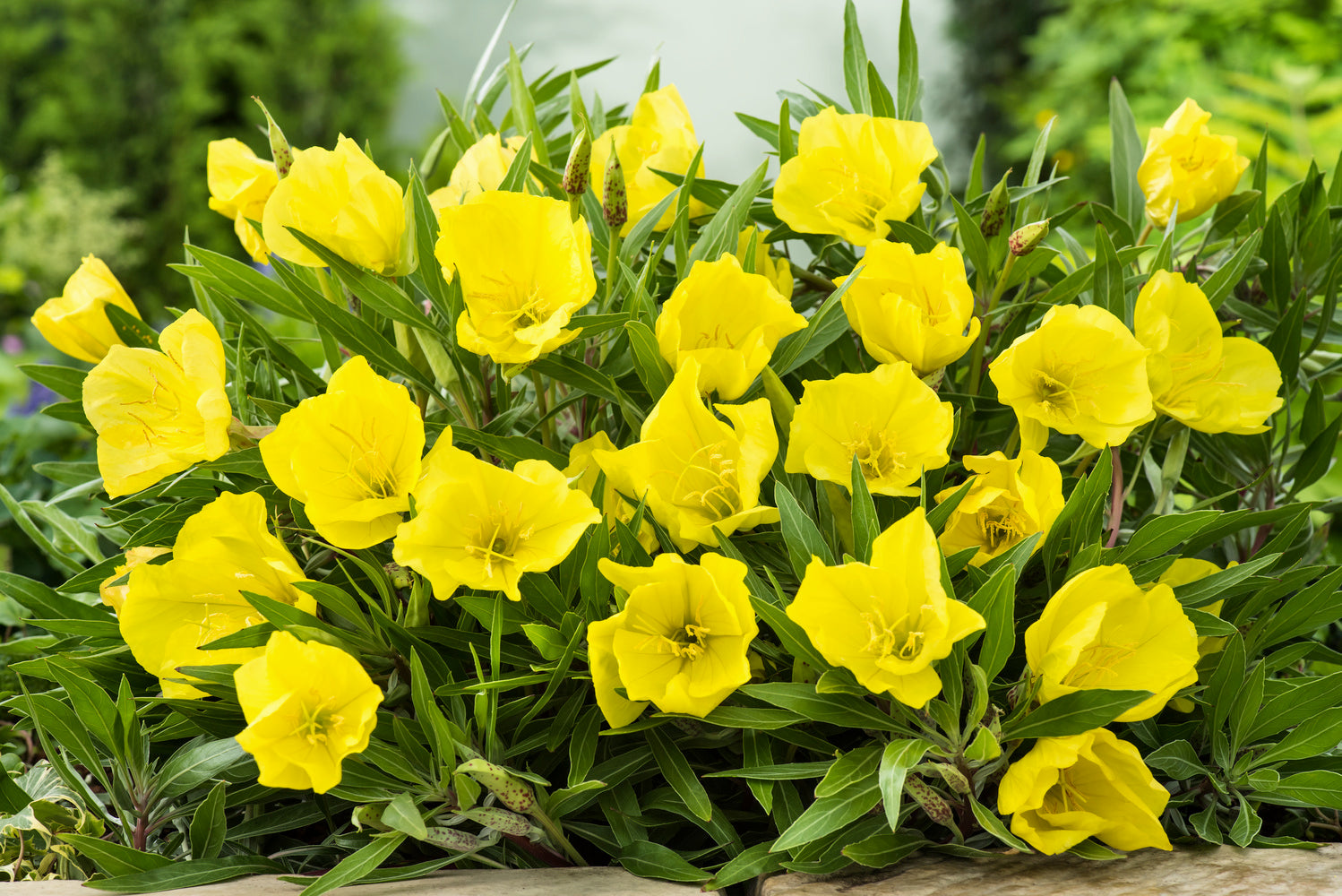 Oenothera Evening Primrose – Egmont Seeds