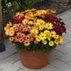 Osteospermum Akila Sunset Shades