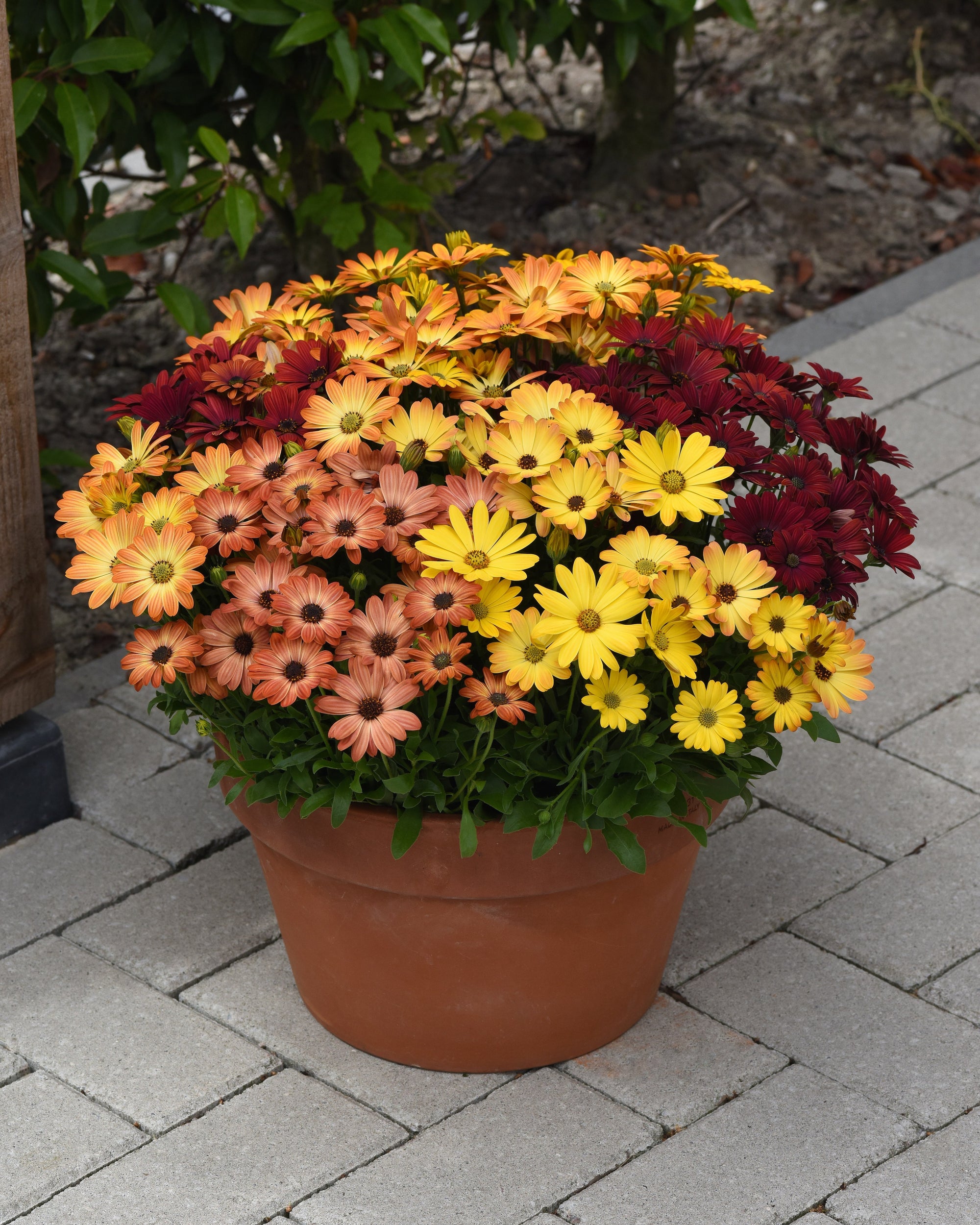 Osteospermum Akila Sunset Shades