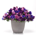 Pansy Top Wave Elevation Mix