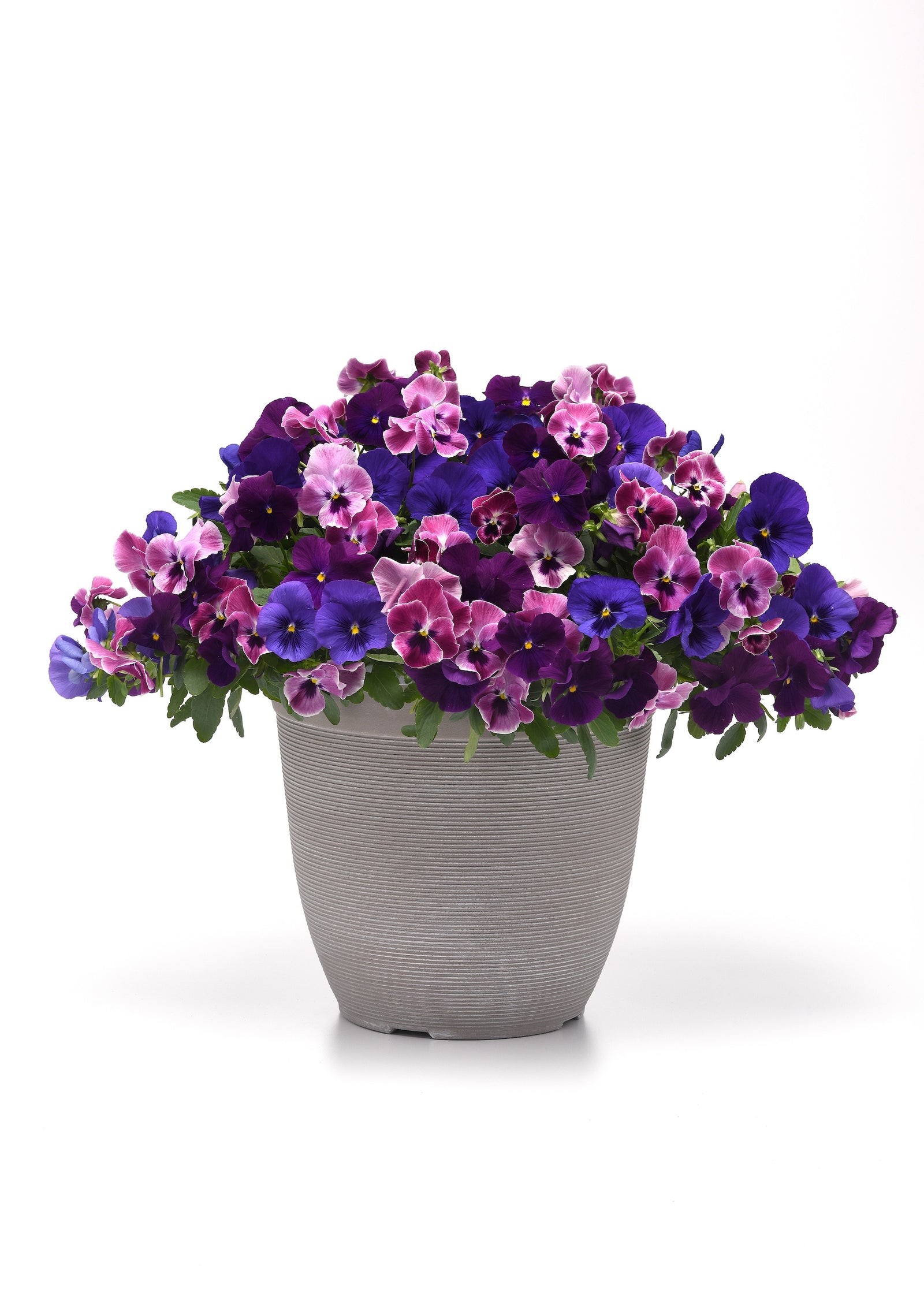 Pansy Top Wave Elevation Mix