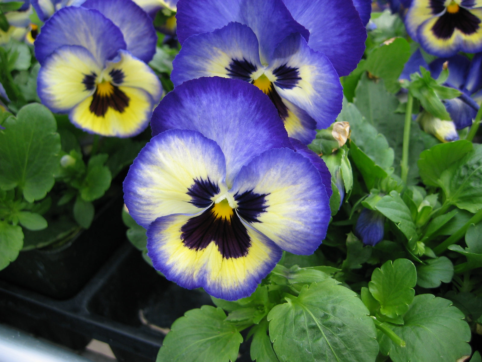 Pansy Blue Flashing F1 Hybrid