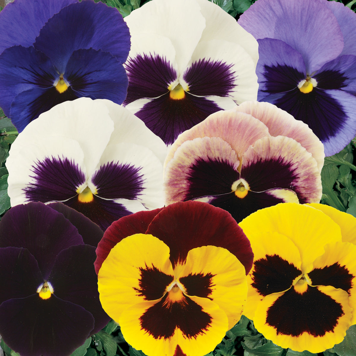 Matrix Raspberry Mix Pansy Matrix Blotch Mix F1 Hybrid – Egmont Seeds