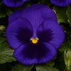 Pansy Matrix Blue Blotch