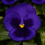 Pansy Matrix Blue Blotch