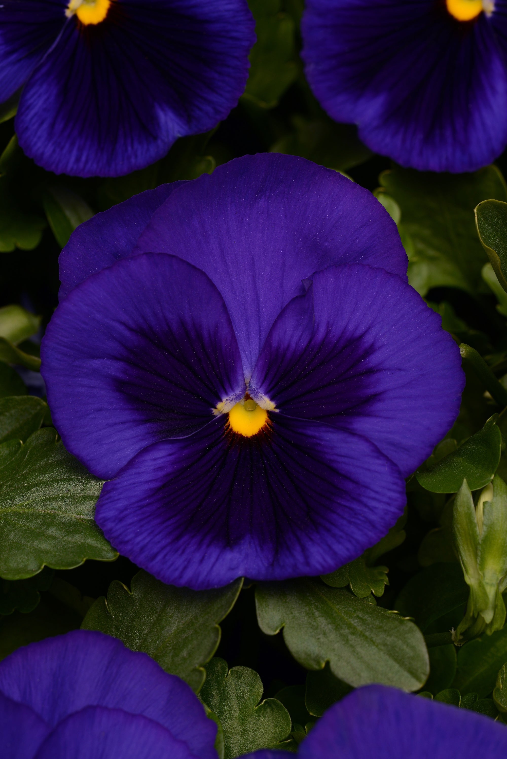 Pansy Matrix Blue Blotch