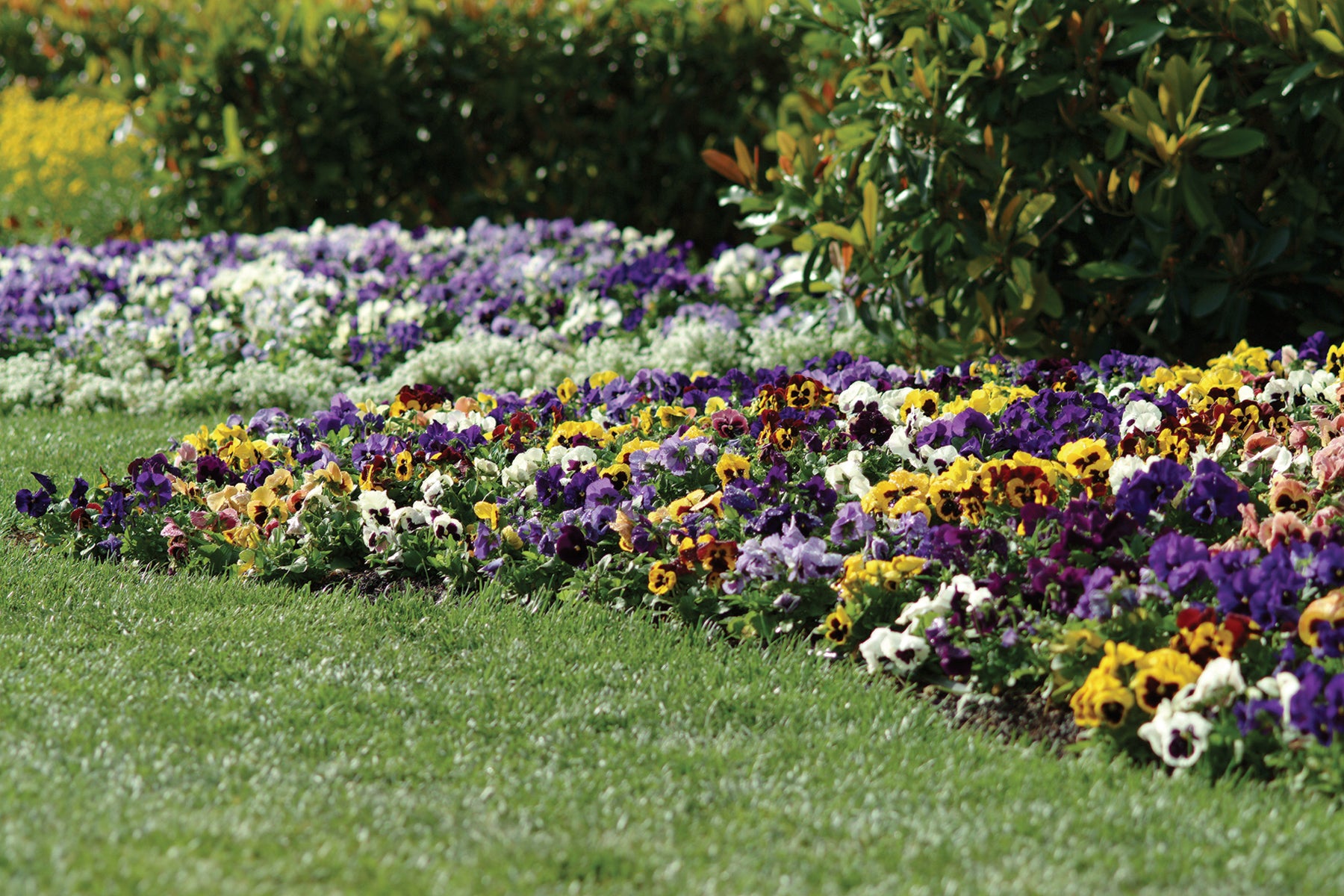 Matrix Raspberry Mix Pansy Matrix Full Mix F1 Hybrid – Egmont Seeds