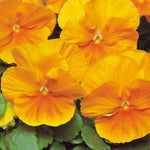 Pansy Matrix Clear Orange F1 Hybrid