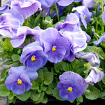 Pansy Matrix Clear True Blue F1 Hybrid