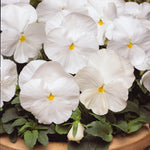 Pansy Matrix Clear White F1 Hybrid