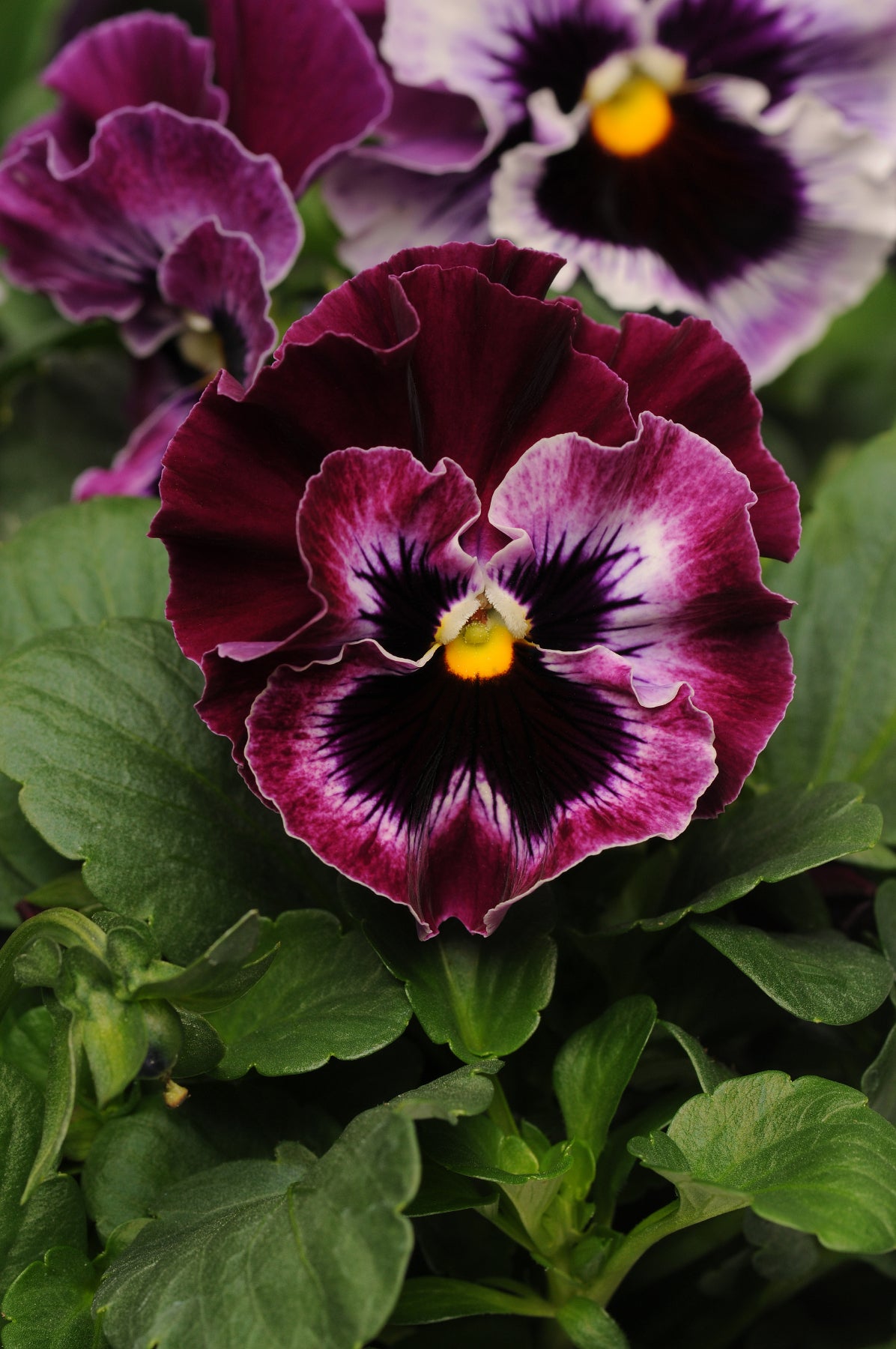 Pansy Frizzle Sizzle Raspberry F1 Hybrid