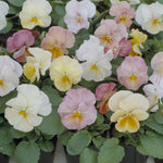 Pansy Imperial Antique Shades F1 Hybrid