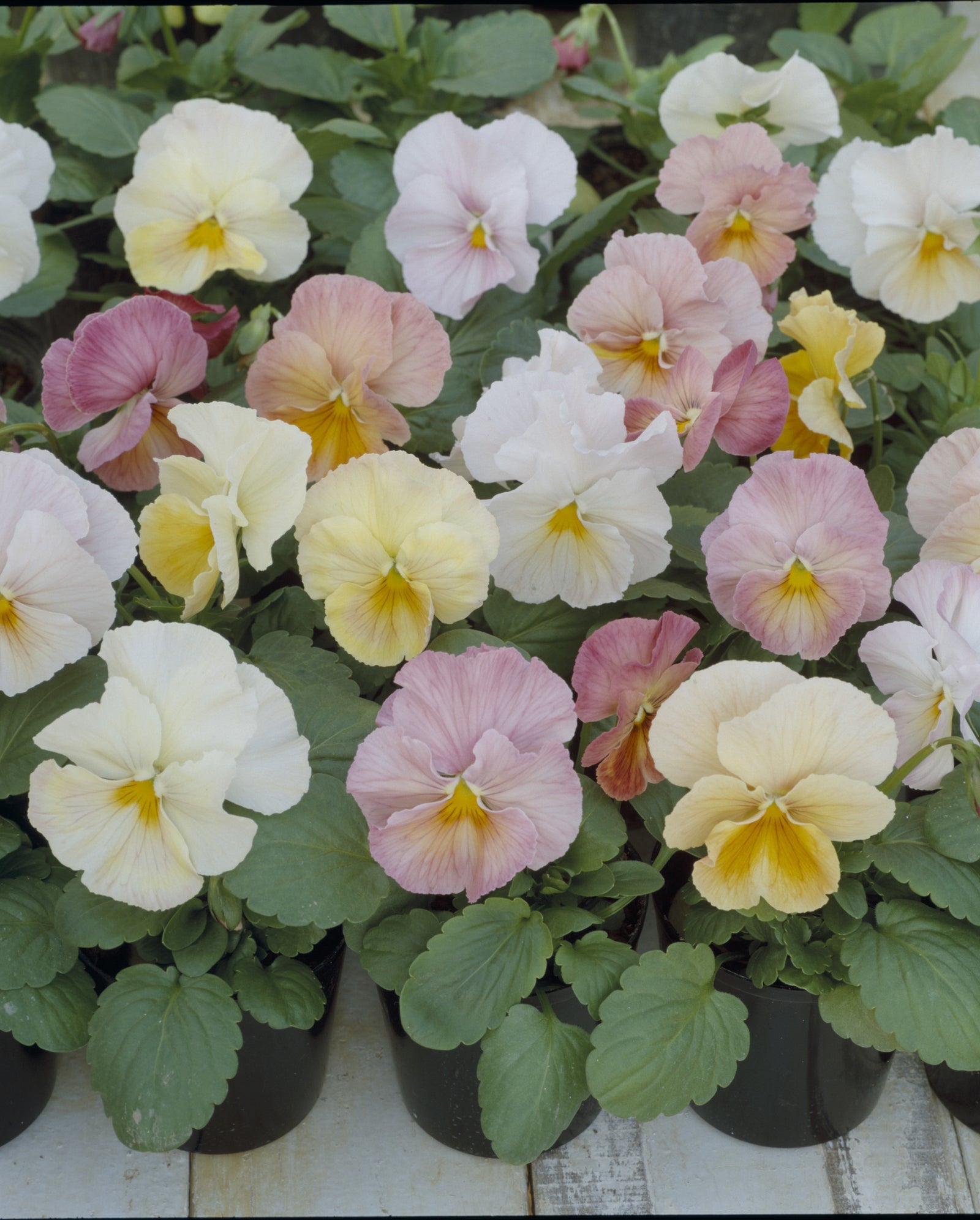 Pansy Imperial Antique Shades F1 Hybrid