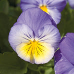 Pansy Morpho F1 Hybrid