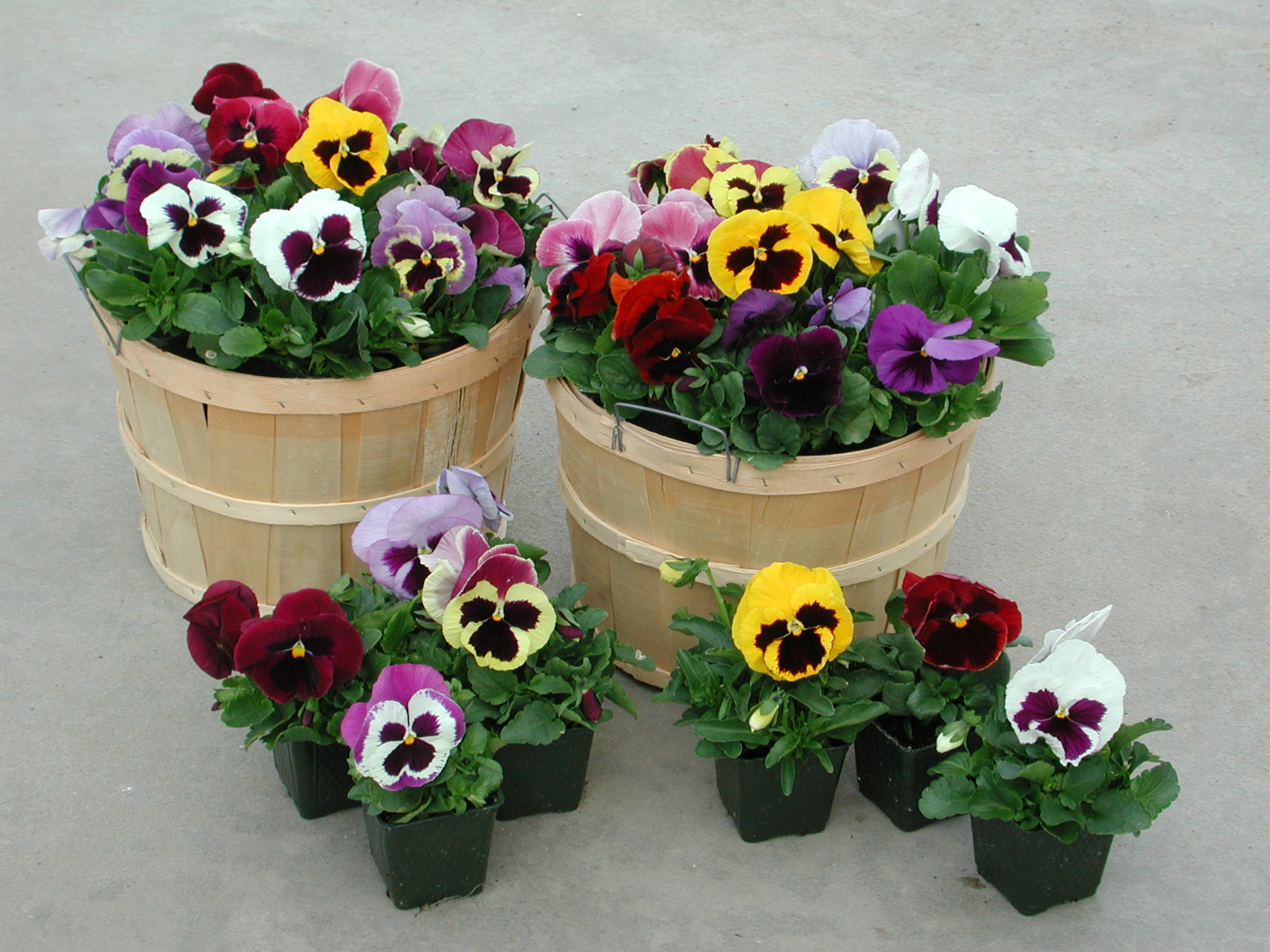 Pansy Majestic Giants II Mix F1 Hybrid