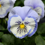 33175_FREE