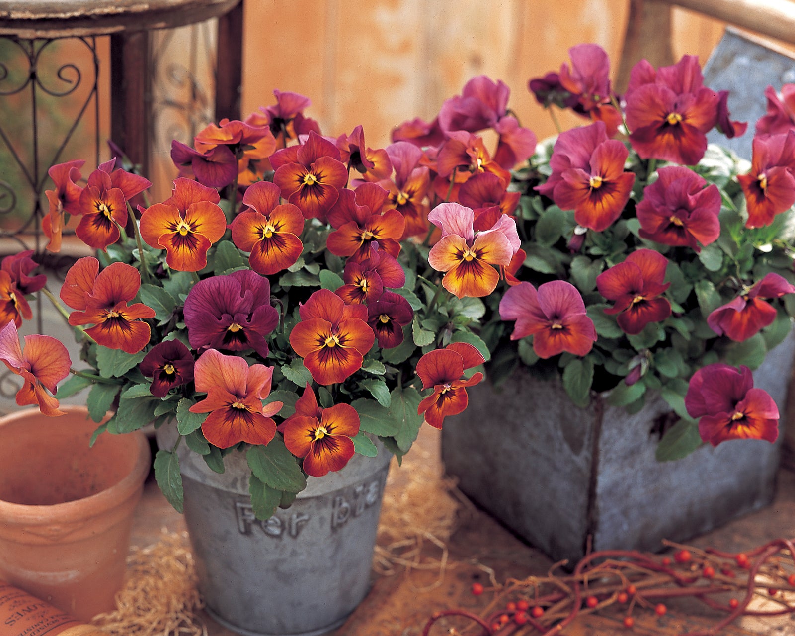 Pansy Nature Mulberry Shades F1 Hybrid