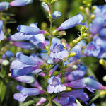 Penstemon Electric Blue