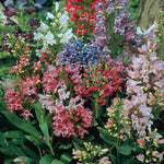 Penstemon Petite Bouquet Mix