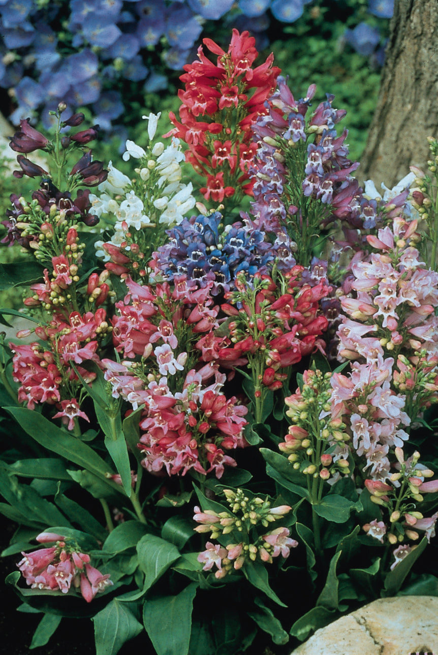 Penstemon Rondo Penstemon Petite Bouquet Mix – Egmont Seeds