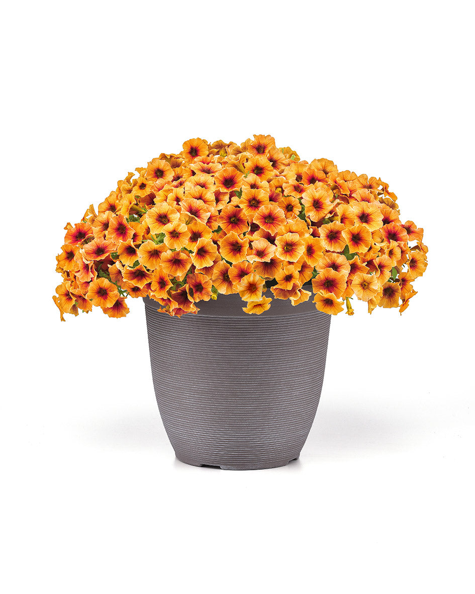 Petchoa Caliburst Nectarine