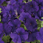 35650_FREE