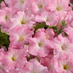 35655_FREE