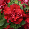 Petunia Cascade Double Valentine Red