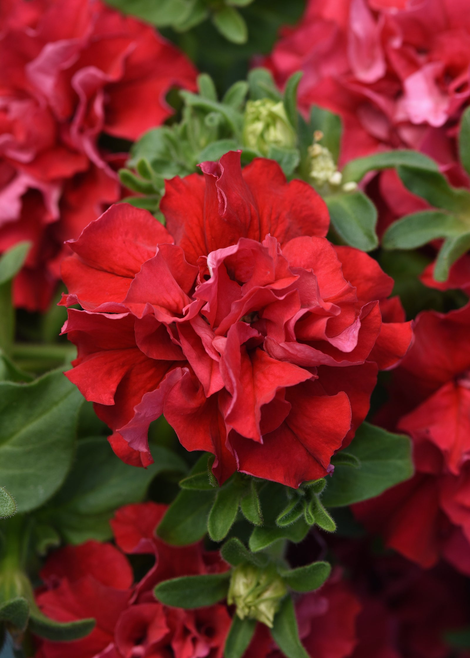 Petunia Cascade Double Valentine Red