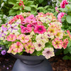 Petunia Shake Mix F1 Hybrid