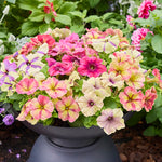 Petunia Shake Mix F1 Hybrid