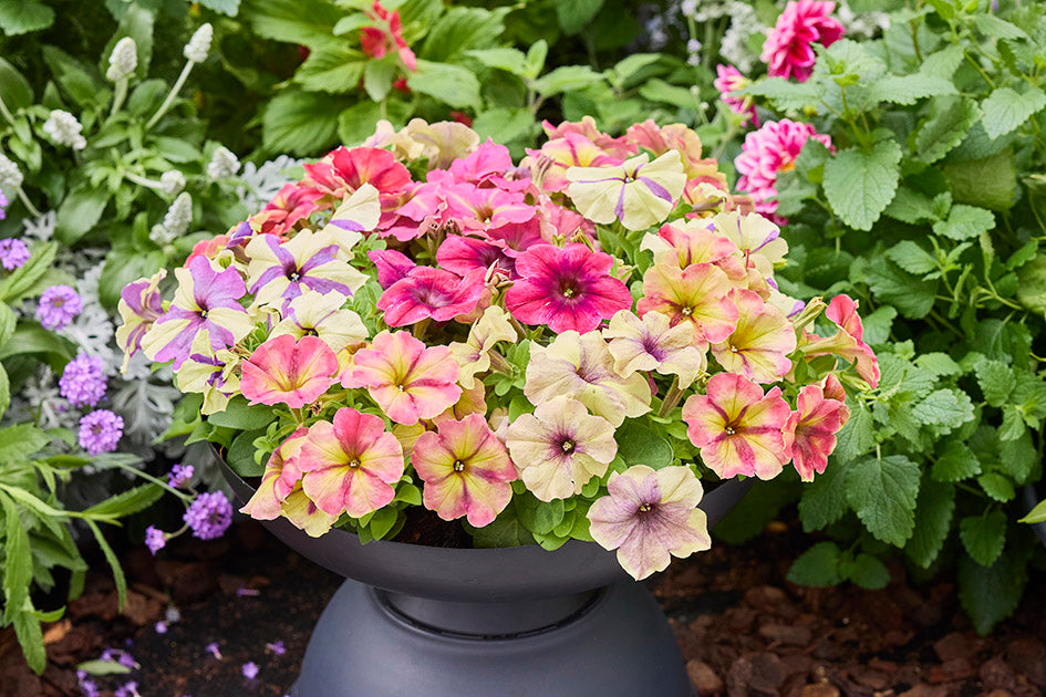 Petunia Shake Mix F1 Hybrid