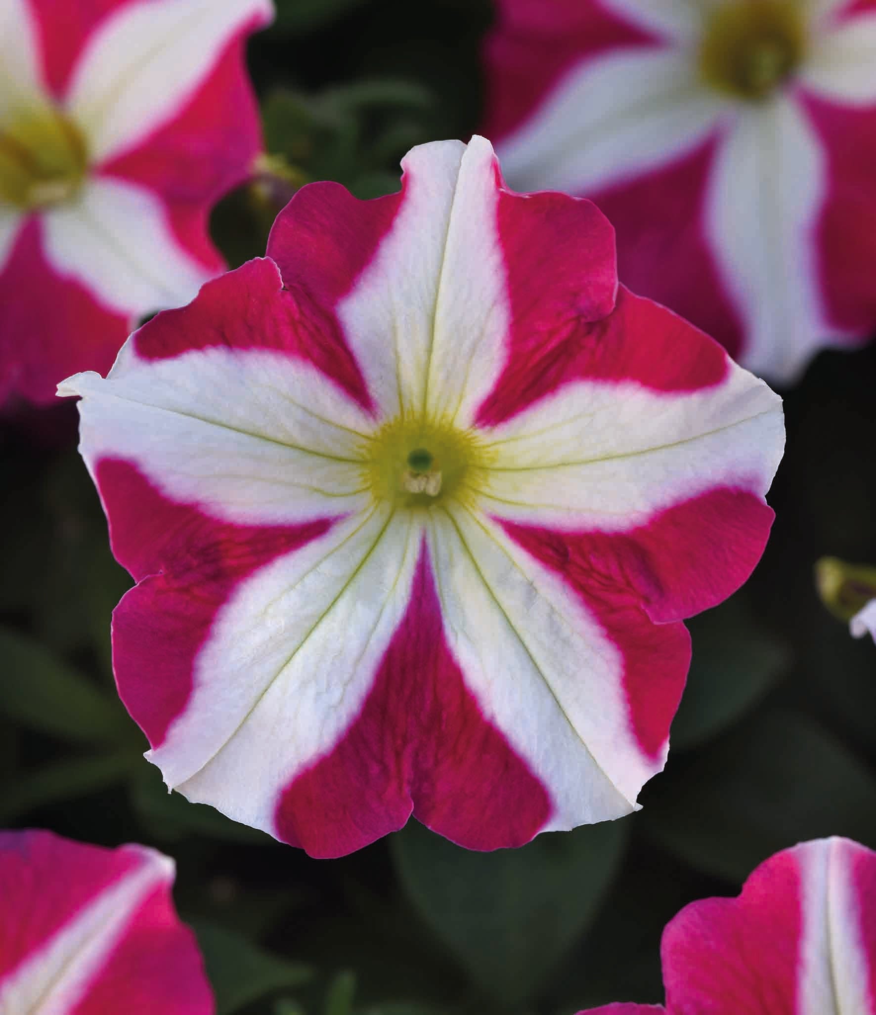 Petunia Mirage Rose Star – Egmont Seeds