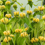 Phlomis Lemon Ladder