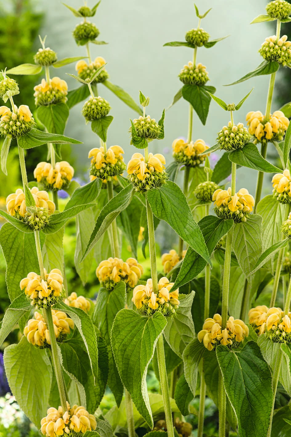 Phlomis Lemon Ladder