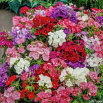 Phlox Dwarf Beauty Mix