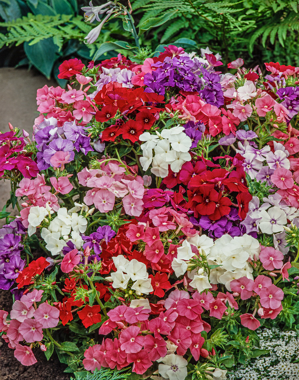 Phlox Dwarf Beauty Mix