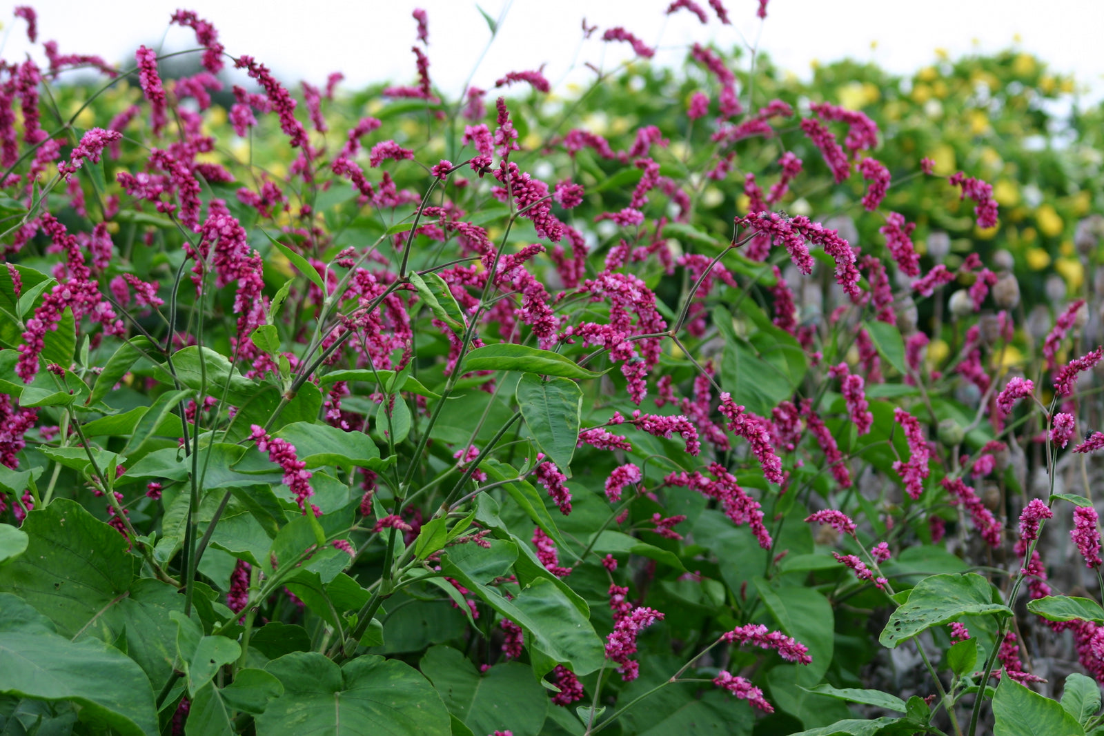 Polygonium Kiss Me Over The Garden Gate